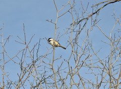 Poecile atricapillus