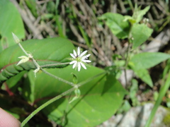 Stellaria vestita