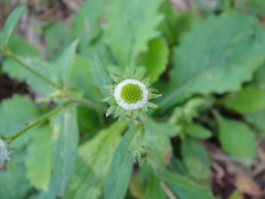 Myriactis nepalensis