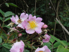 Rosa multiflora cathayensis