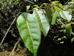 Elaeagnus glabra