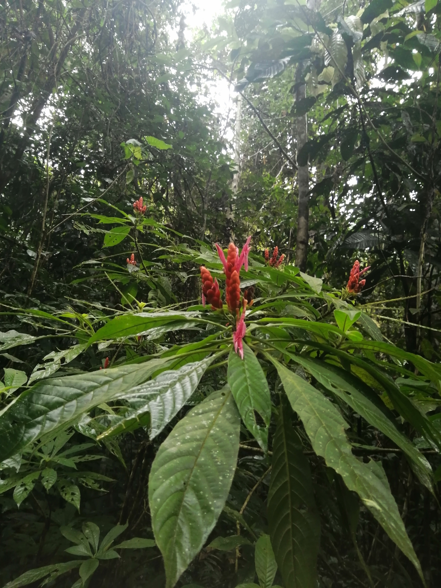 Imagem de Camarão-vermelho