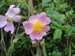 Rosa multiflora cathayensis