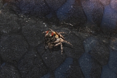 Menemerus bivittatus