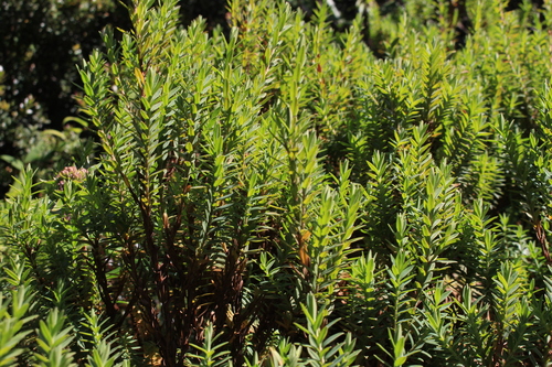 Hypericum irazuense (Hypericum irazuense)