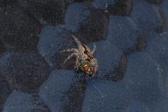 Menemerus bivittatus