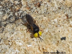 Tachysphex albocinctus