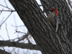 Melanerpes carolinus
