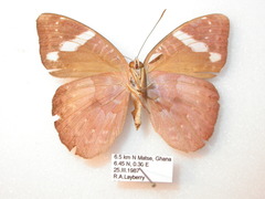 Euriphene