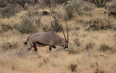 Oryx gazella