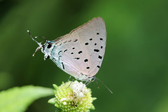 Pseudolycaena damo
