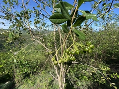 Bourreria virgata