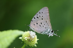 Pseudolycaena damo