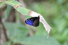 Euploea mulciber basilissa