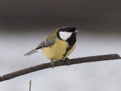Parus major