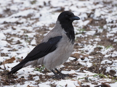 Corvus cornix
