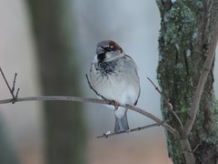 Passer domesticus