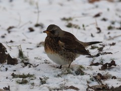 Turdus pilaris