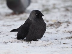 Corvus monedula