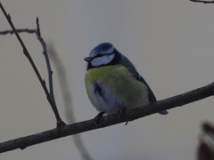 Cyanistes caeruleus