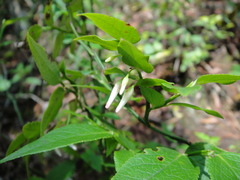 Vaccinium japonicum sinicum