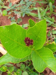Jatropha gossypiifolia