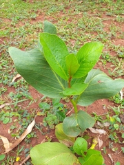 Jatropha gossypiifolia