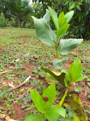 Jatropha gossypiifolia