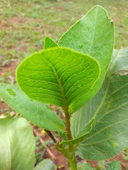 Jatropha gossypiifolia