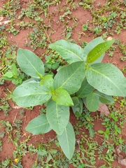Jatropha gossypiifolia