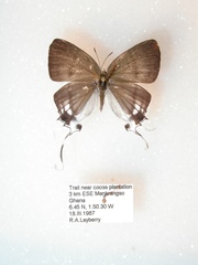 Hypolycaena antifaunus