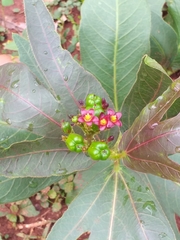 Jatropha gossypiifolia