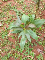 Jatropha gossypiifolia