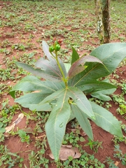 Jatropha gossypiifolia