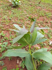 Jatropha gossypiifolia