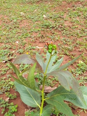 Jatropha gossypiifolia