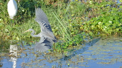 Egretta tricolor image