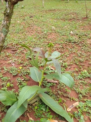 Jatropha gossypiifolia