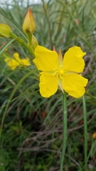 Ludwigia longifolia