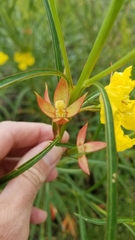 Ludwigia longifolia