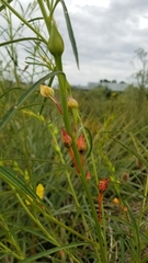 Ludwigia longifolia