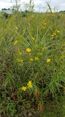 Ludwigia longifolia
