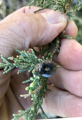 Walshomyia juniperina