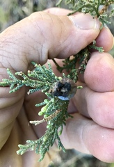 Walshomyia juniperina