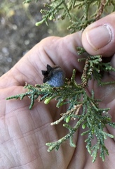 Walshomyia juniperina