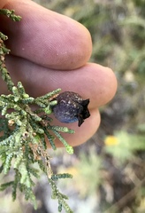 Walshomyia juniperina