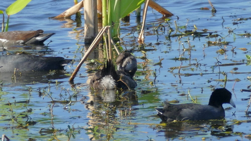 Oxyura jamaicensis image