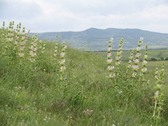 Morina persica