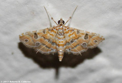 Ommatospila narcaeusalis