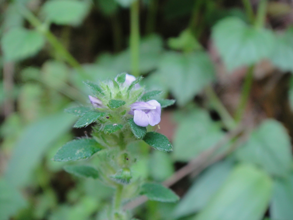 Adenosma indiana (Adenosma indiana)